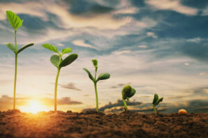 korzyści ze stosowania bakterii bacillus