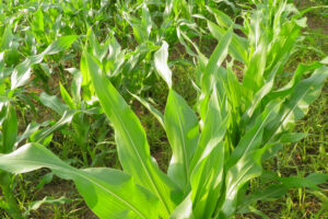 nawozy z aminokwasami